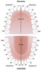 Bleibende Zähne
